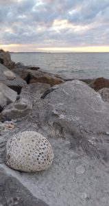 Petoskey Stone on Lake Michigan
